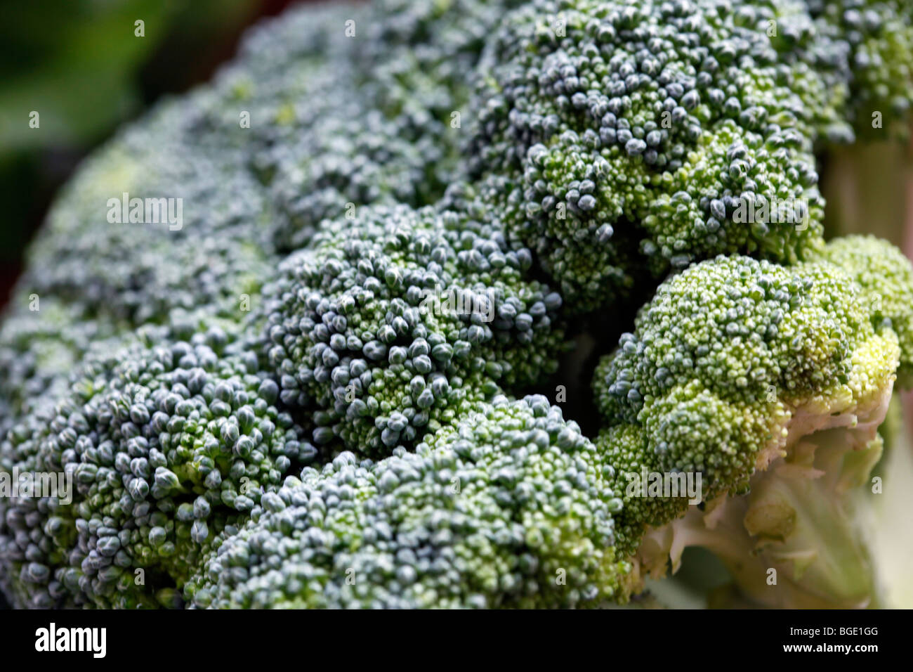 Broccoli, vegetable Stock Photo