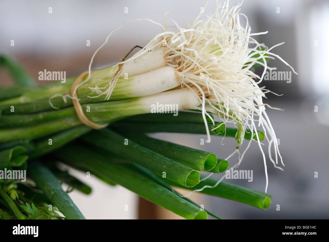 spring onion, scallions, green onions Stock Photo