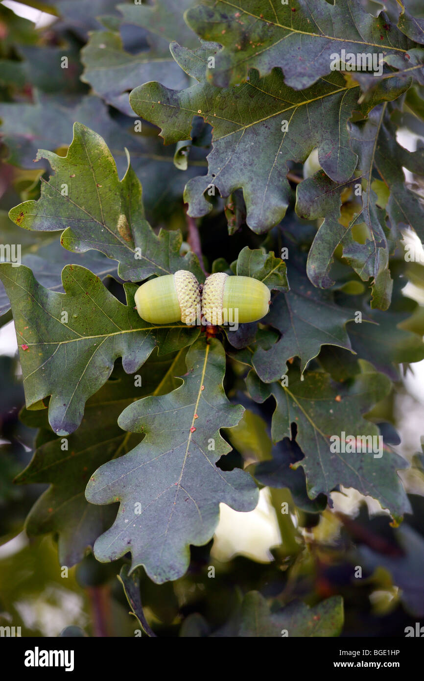 Acorns growing on oak tree hires stock photography and images Alamy