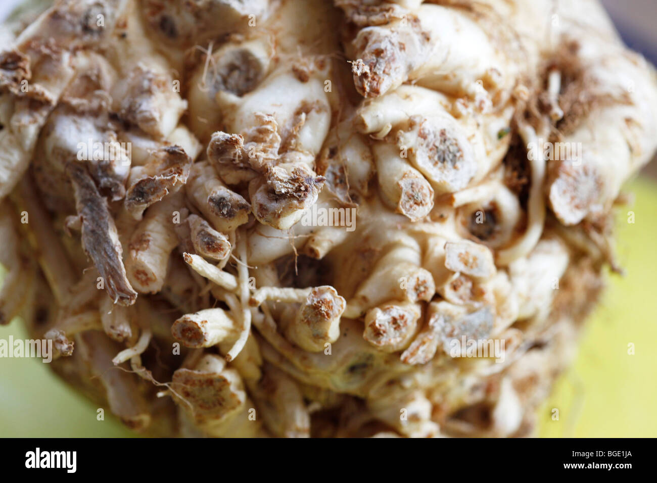knob celery with a cut root, cooking Stock Photo Alamy