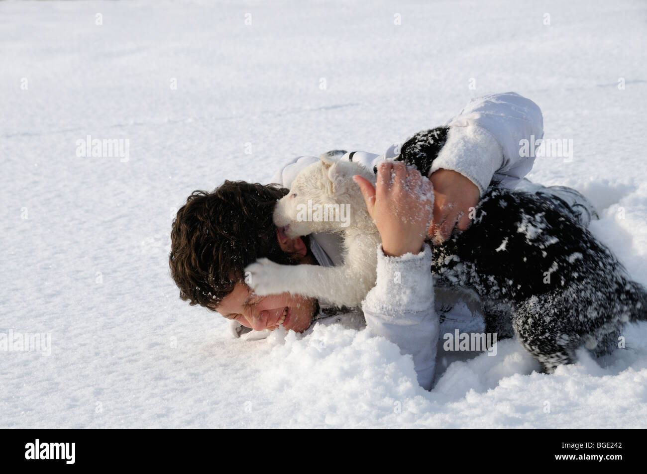 Why Does My Dog Roll In The Snow