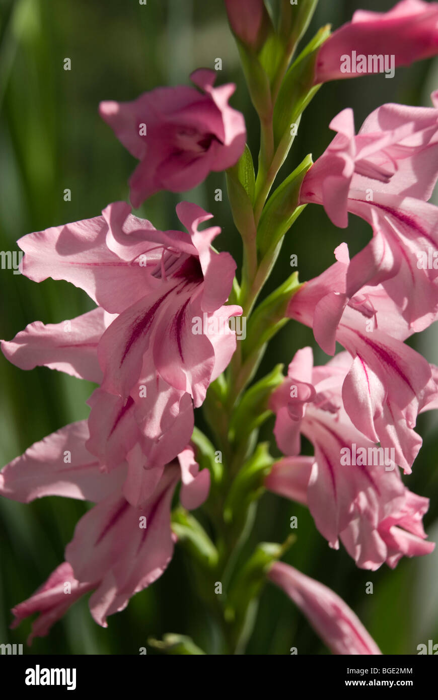 Gladiolus ochroleucus var. macowanii Stock Photo