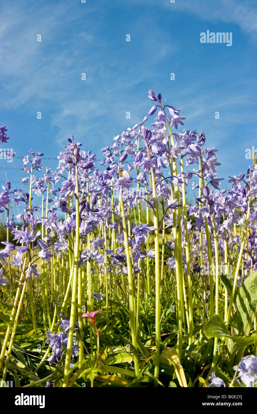 Worm's - eye - view  of bluebells against blue sky Stock Photo