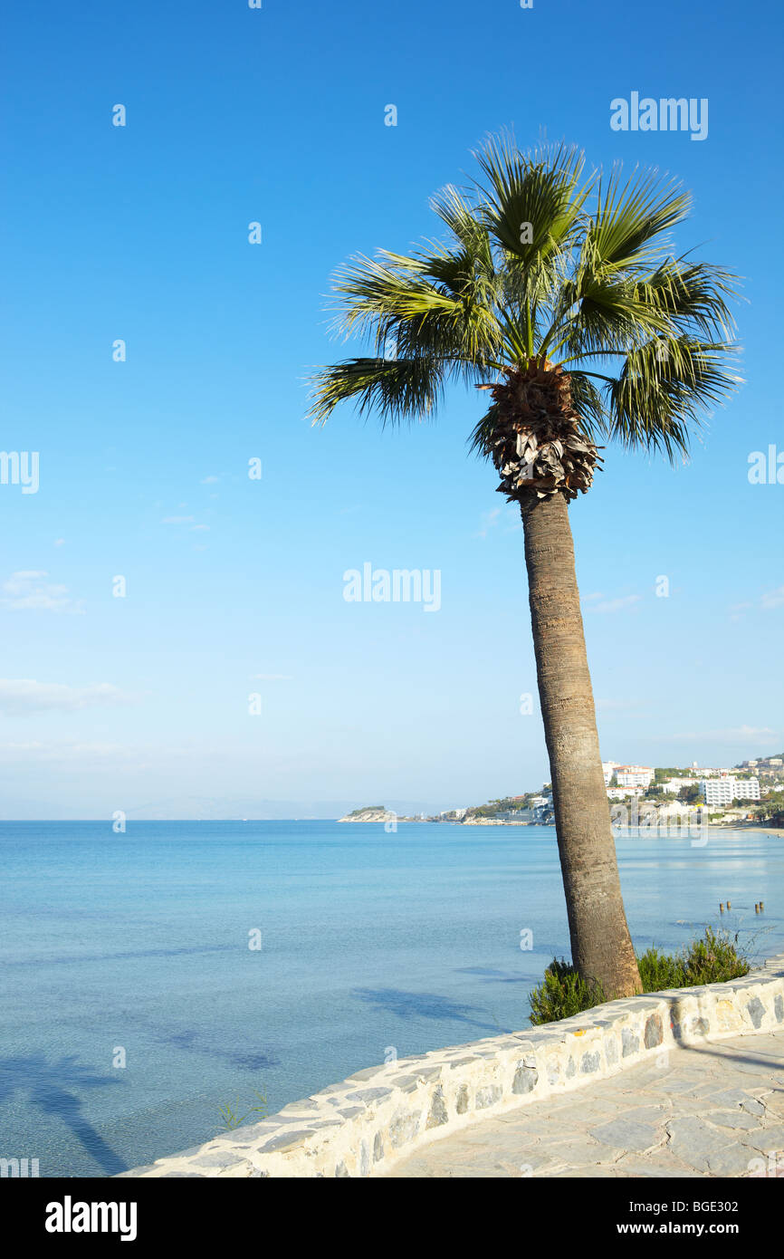 Tall palm tree against a clear blue sky on a sunny day Stock Photo - Alamy