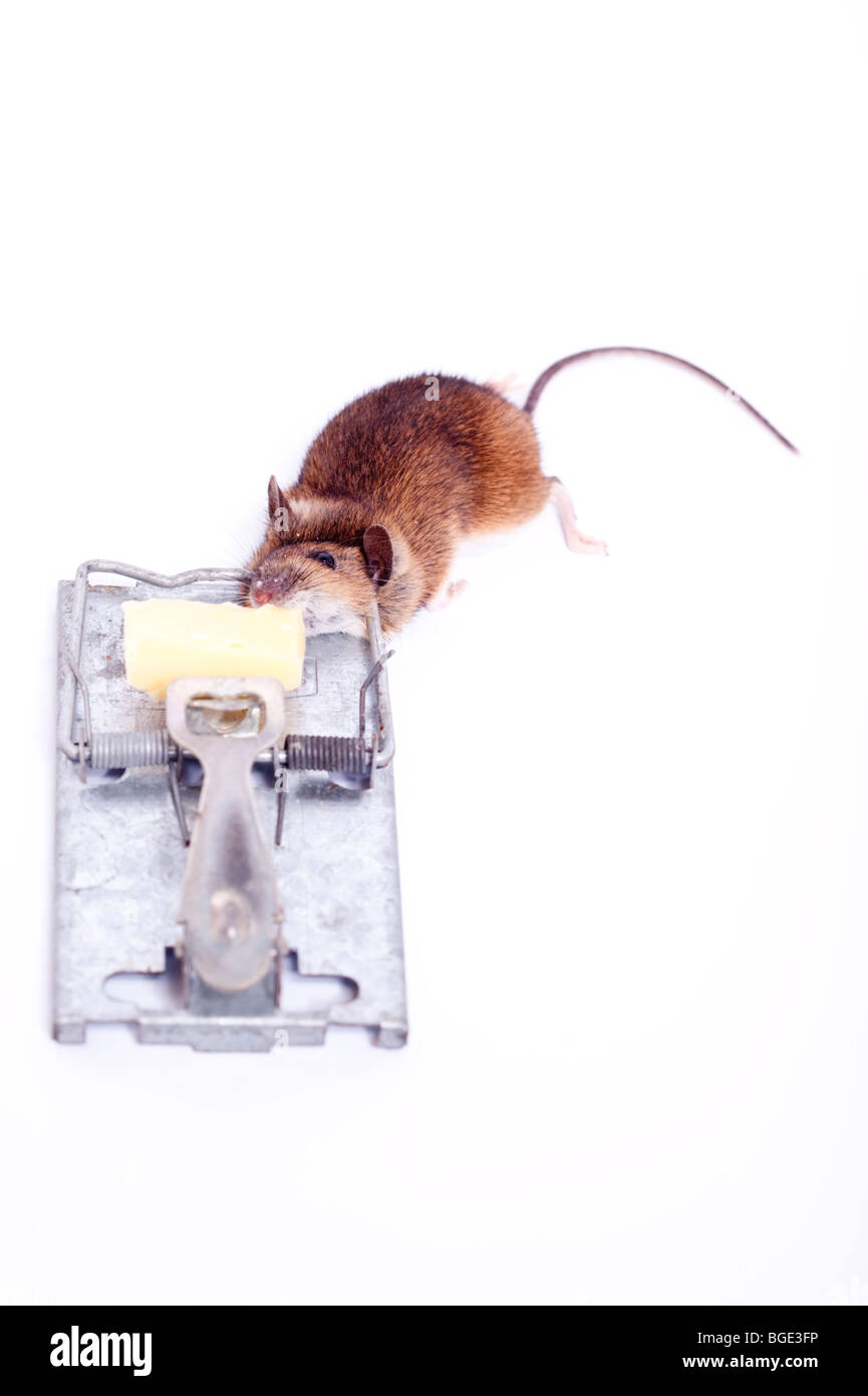 A dead mouse after having been caught in a mouse trap on a white background Stock Photo