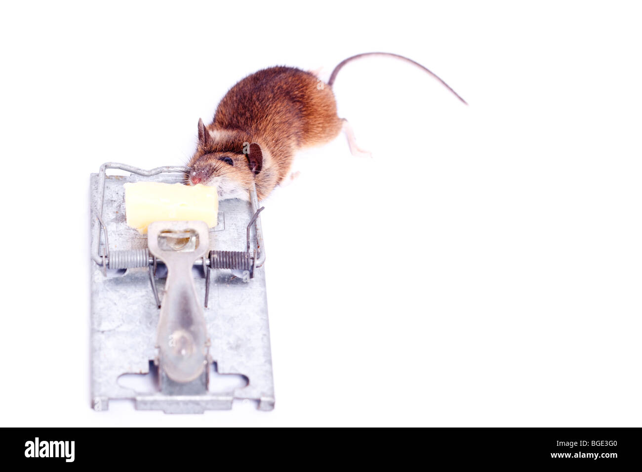 A dead mouse after having been caught in a mouse trap on a white background Stock Photo