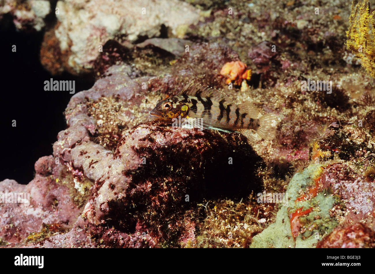 Blenny. Cheekspot Labrisomid. Underwater marine life of the Galapagos Islands. Ecuador Stock Photo