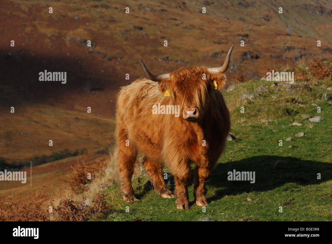 Highland Cow in a Scottish Glen Stock Photo - Alamy