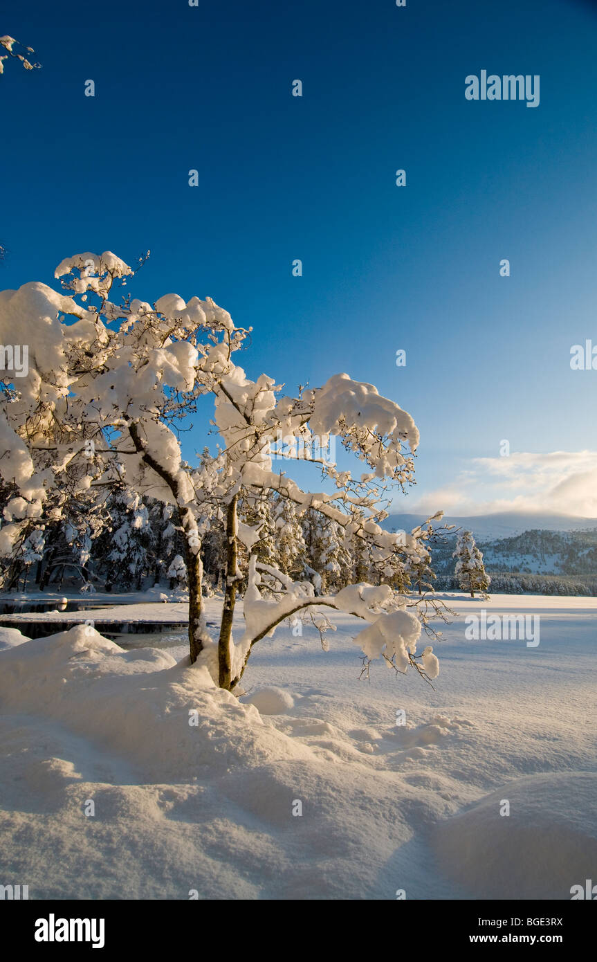 Winter sunshine by Loch an Eilean at Rothiemurchus, Aviemore Inverness-shire Scotland  SCO 5742 Stock Photo