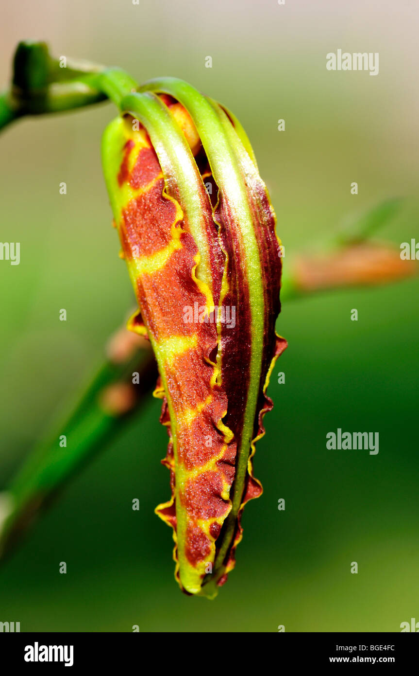 Butterfly orchid flower bud Psychopsis papilio. Stock Photo