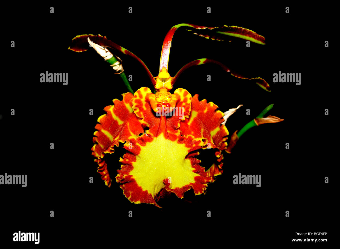 Butterfly orchid flower Psychopsis papilio. Stock Photo
