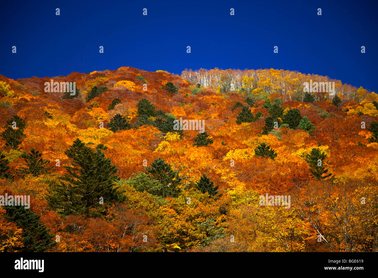 Autumn colours near Kamikochi, Nagano-ken, Japan Stock Photo