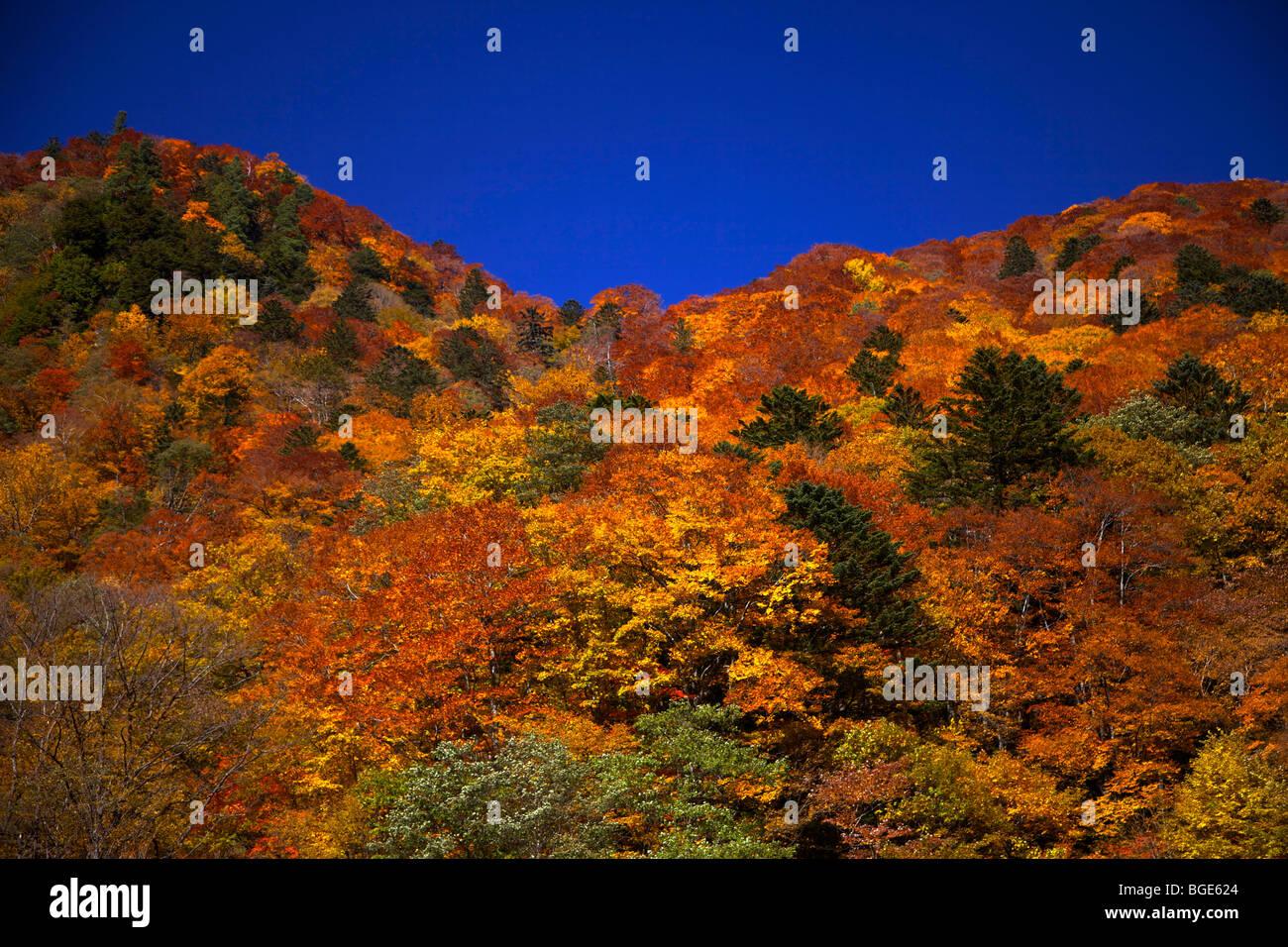 Autumn colours near Kamikochi, Nagano-ken, Japan Stock Photo