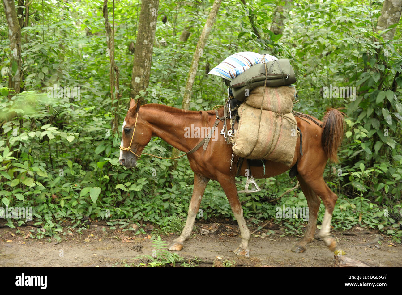 horse carrying heavy load in Tayrona National Park, Colombia, South