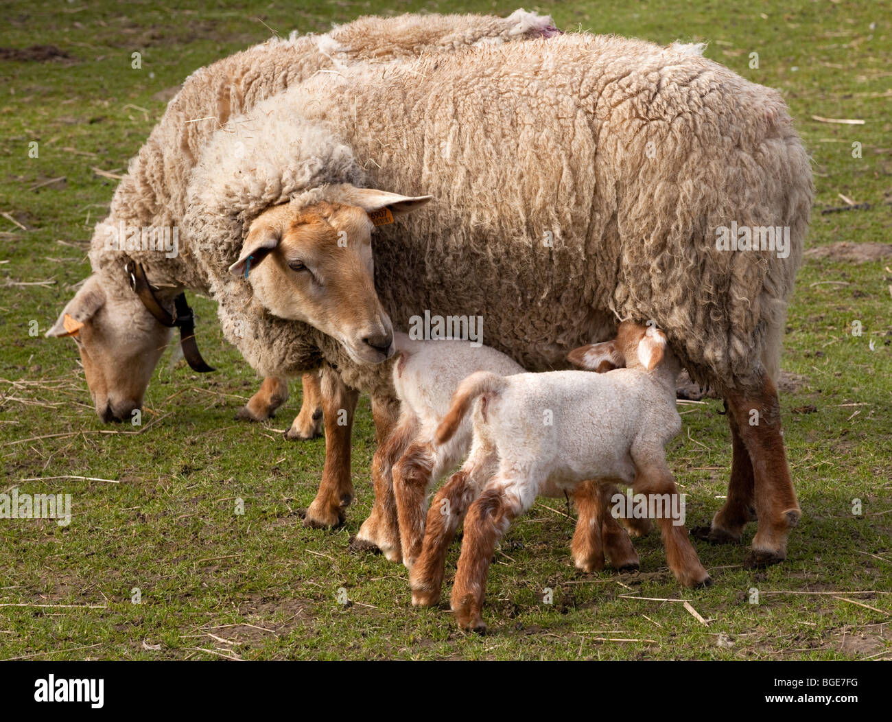 Twin lambs in spring drinking with their mother Stock Photo - Alamy