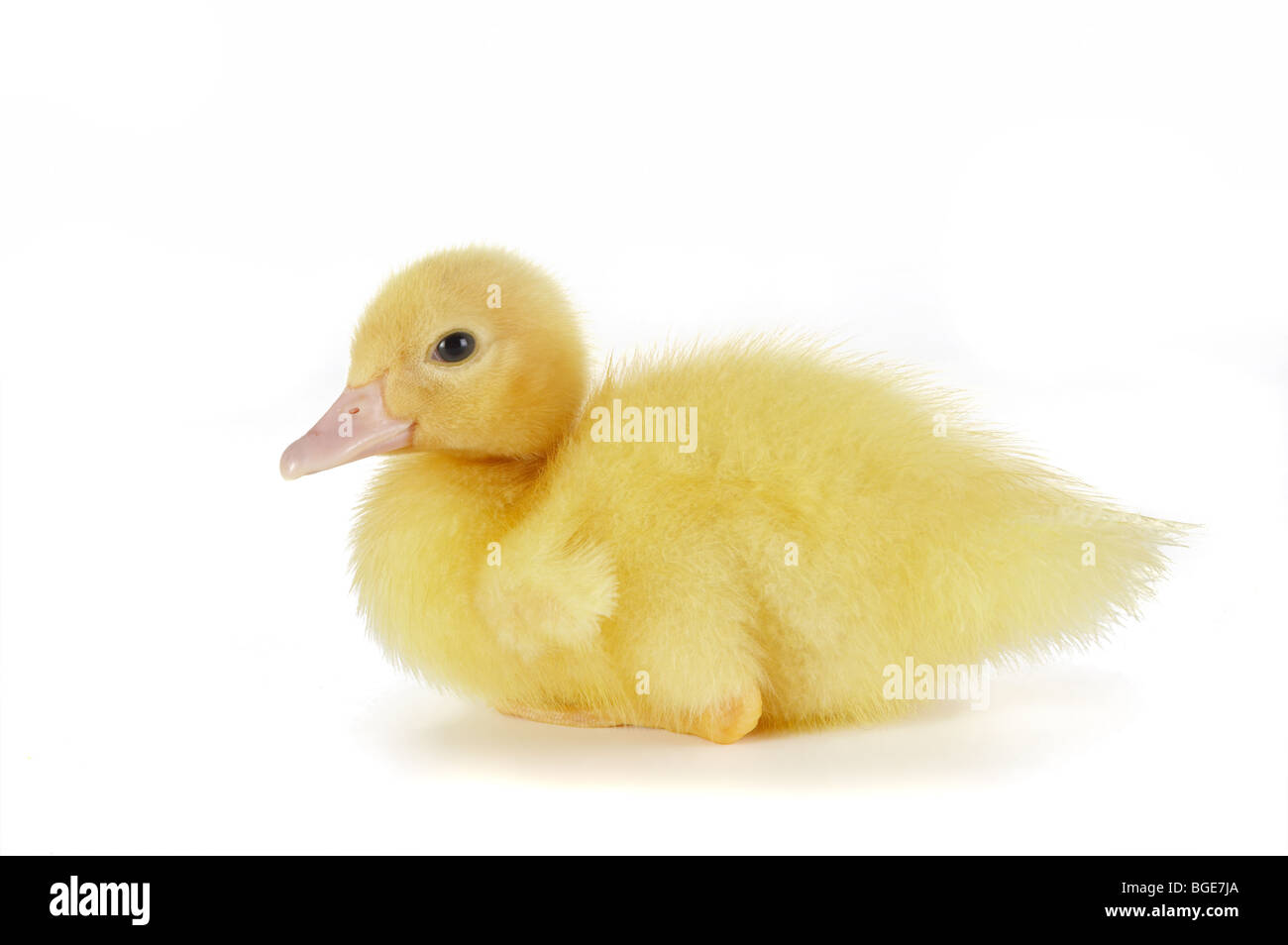 4 days old easter duckling lying down on a white background Stock Photo