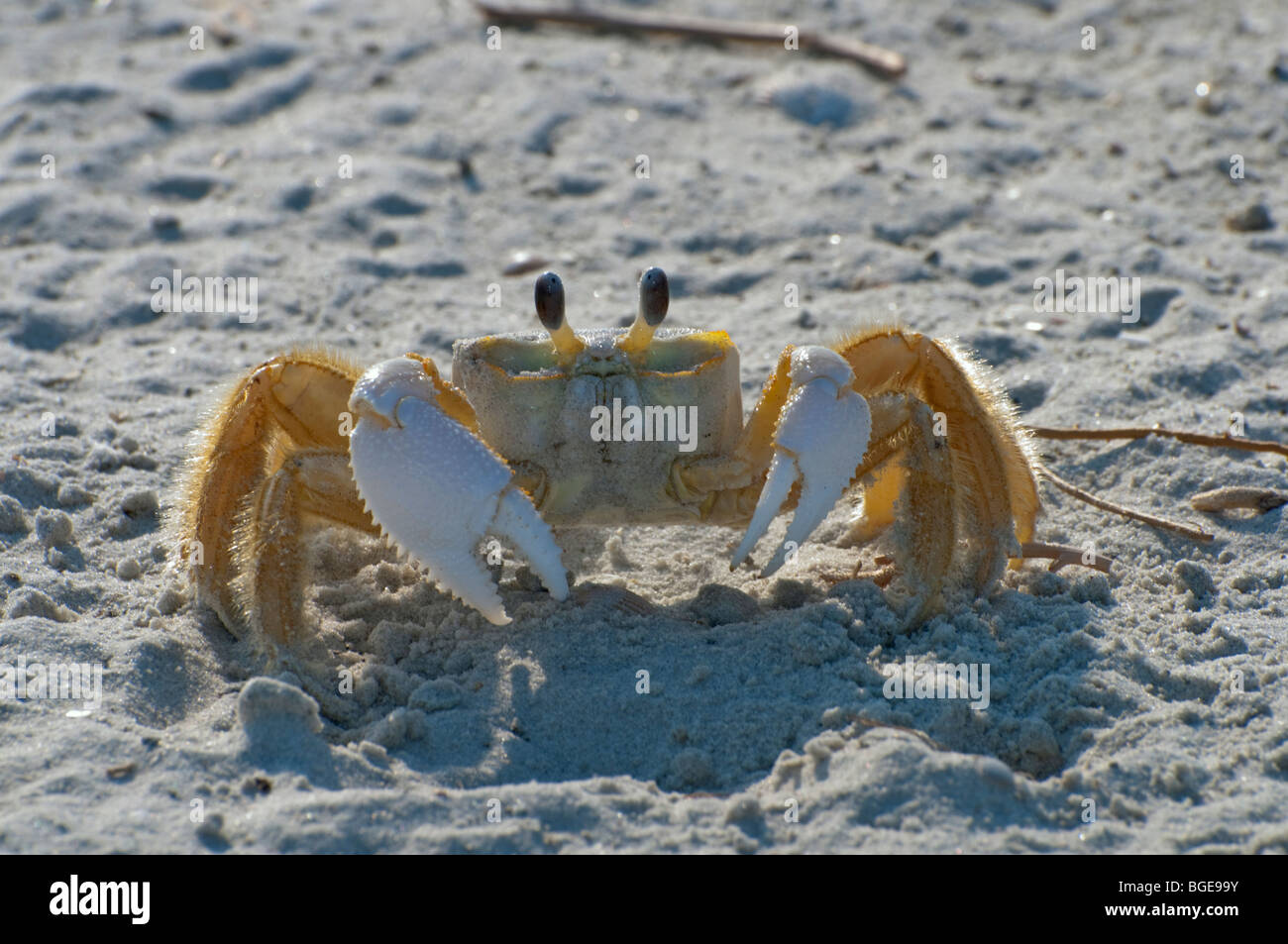 Ghost Crab on the beach Stock Photo