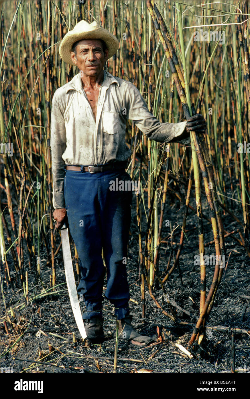 Mexico sugar cane workers clear a field. The work is hard and the pay
