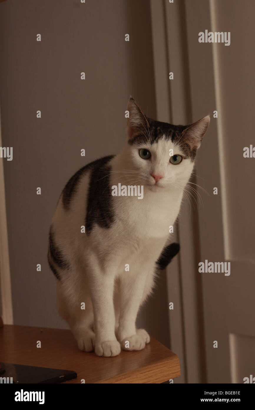 cat-pussy-felis-silvestis-catus-domesticus-animal-portrait-close-close