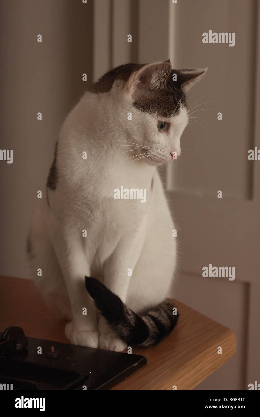 cat-pussy-felis-silvestis-catus-domesticus-animal-portrait-close-close