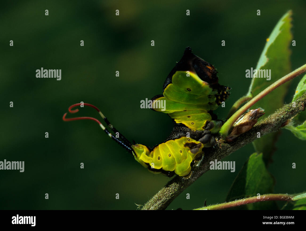 Red tail moth hires stock photography and images Alamy