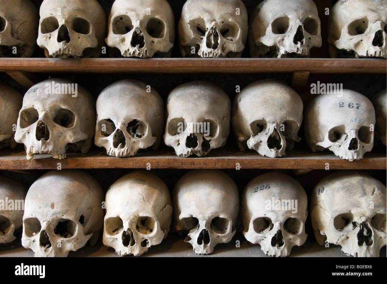 Medieval human skulls shelved in the ossuary of St Leonards church, Hythe, Kent, England Stock Photo
