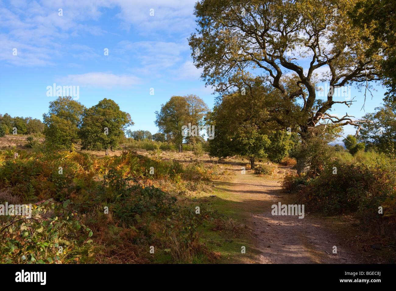 HDR view of Kinver Edge in 'late summer' Stock Photo