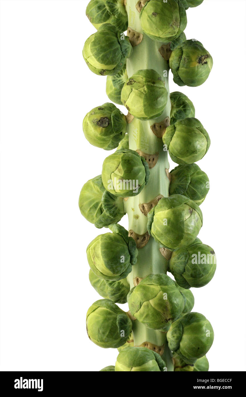 Sprouts stock 2024