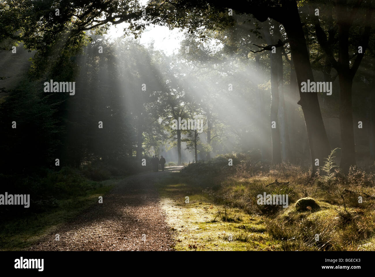 Early morning sunlight filtering through the giant pine trees at the Rhinefield ornamental drive with walkers in the distance. Stock Photo