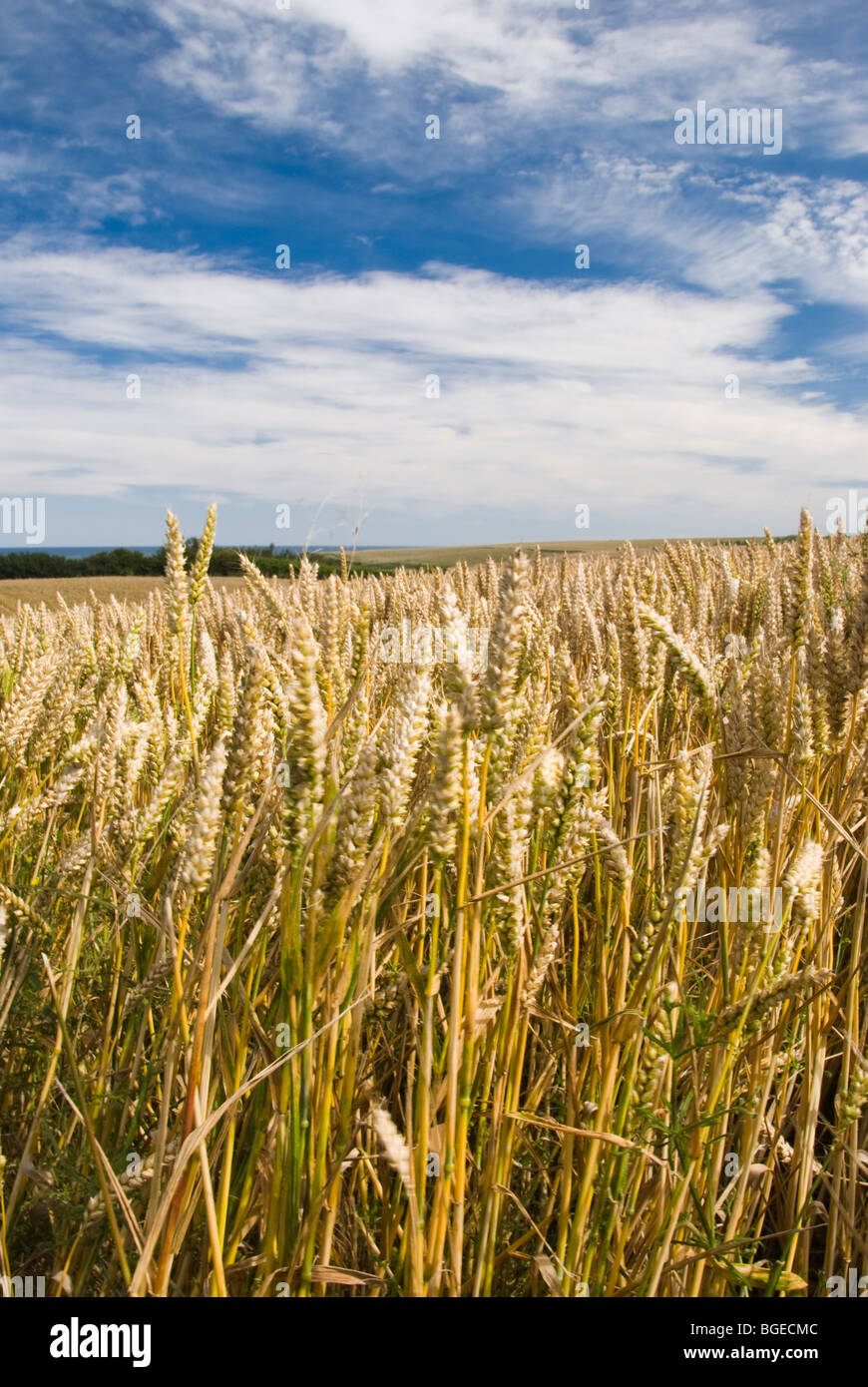 Crops ready for harvest on the North Yorkshire coast. Stock Photo