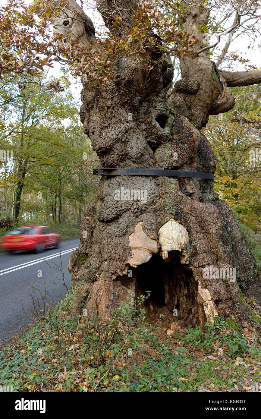 Big Belly Oak in Savernake Forest near Marlborough Wiltshire UK The