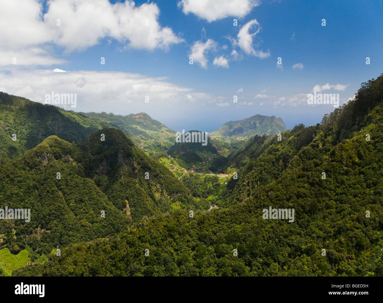 Rainforest of Madeira viewed from Ribeiro Frio Stock Photo