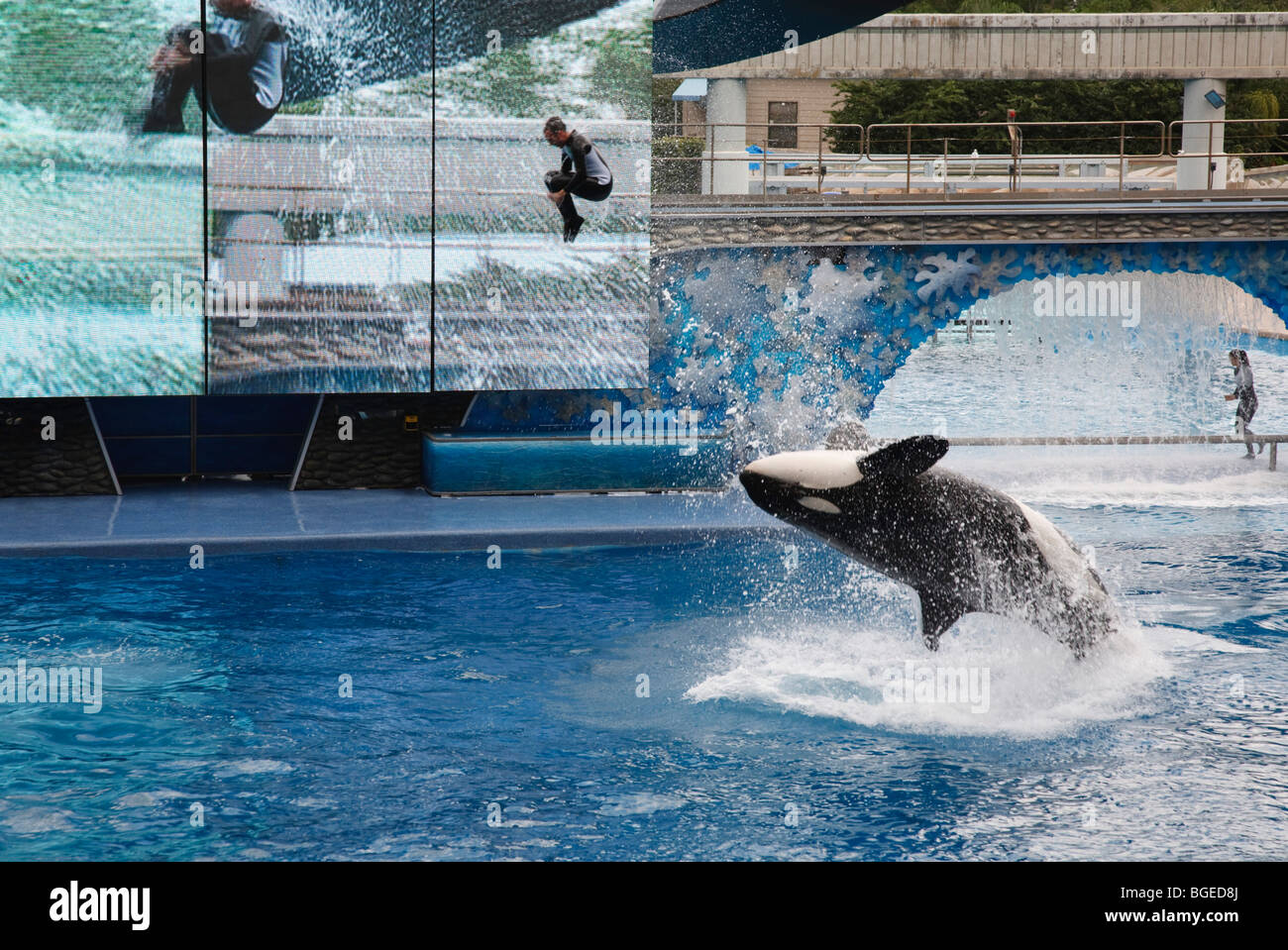 Shamu the killer whale performs in the Believe show at Seaworld, Orlando, Florida Stock Photo