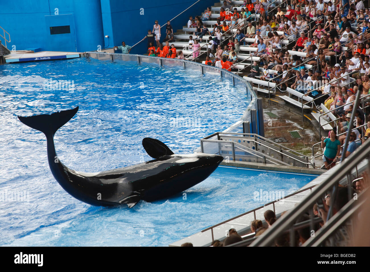 Killer whale performs at Seaworld in Orlando, Florida Stock Photo