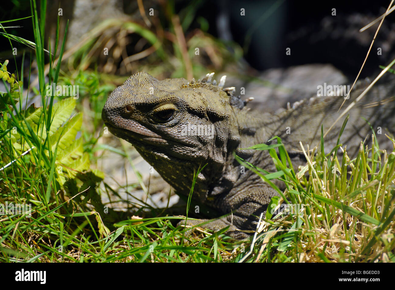 Tuatara. Sphenodontia. Endemic New Zealand reptile Stock Photo