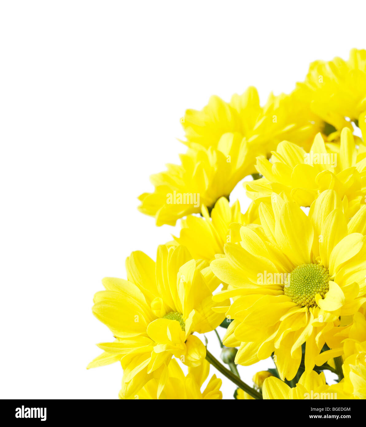 A bunch of yellow flowers isolated against a white background with copy