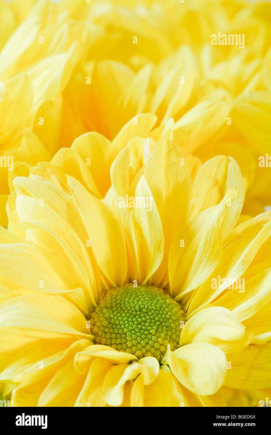 Yellow flower closeup with copyspace Stock Photo