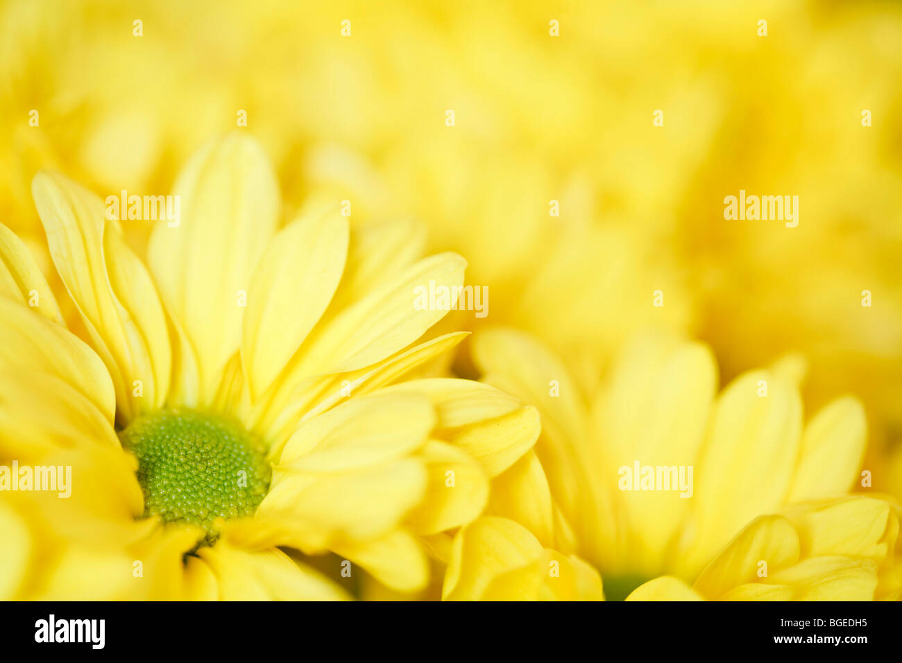 Yellow flowers with blurred space for copy, ideal for a floral background Stock Photo