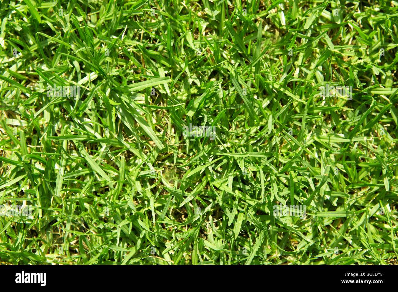 Green grass close-up. Can be used as background Stock Photo - Alamy