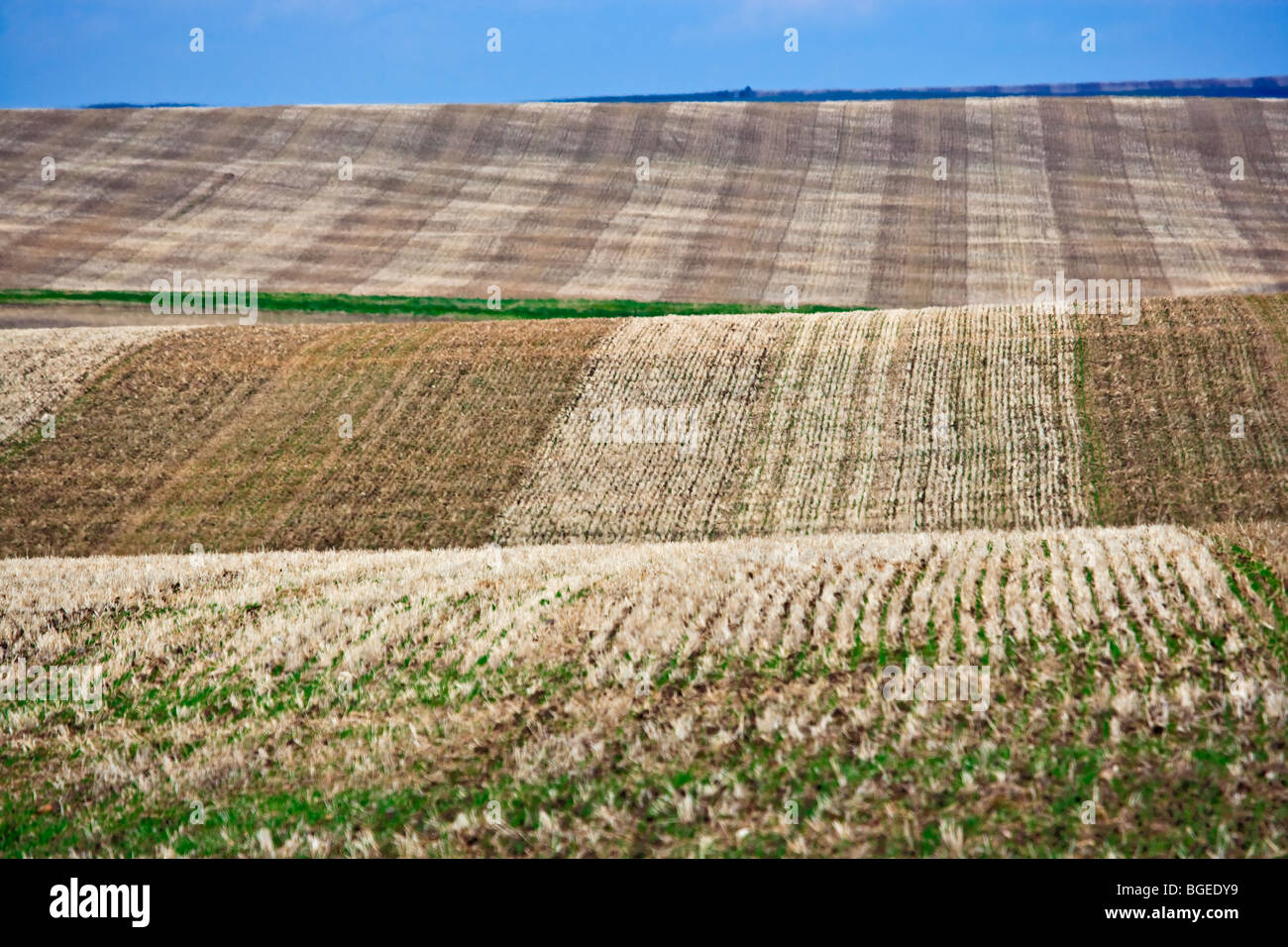 Trimmed and two tonned brown wheat fields along Highway 5 between