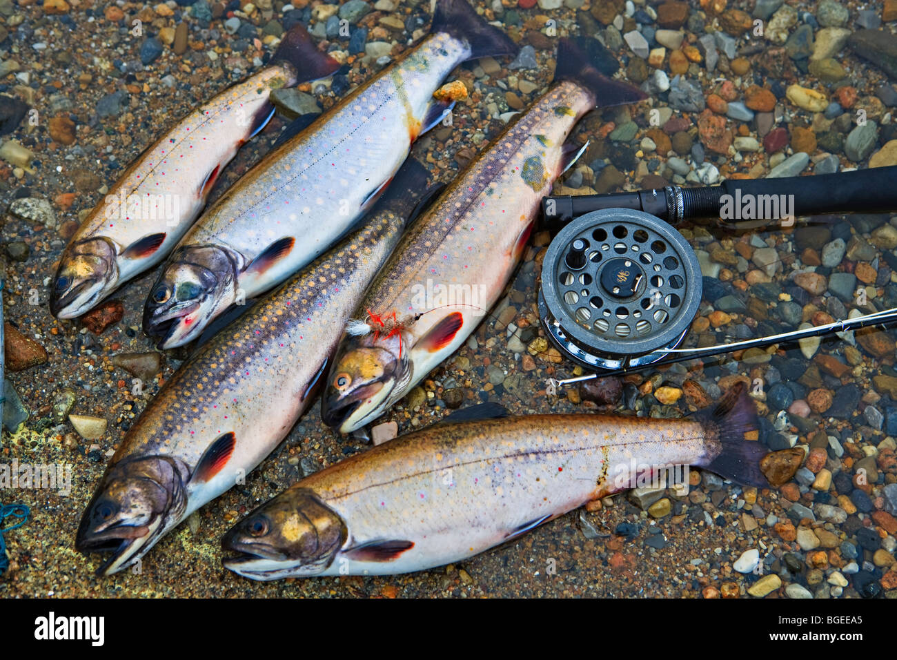 Fishing Rod and Speckled Trout, caught from near Tuckamore Lodge, Main Brook, Highway 432, Viking Trail, Trails to the Vikings, Stock Photo