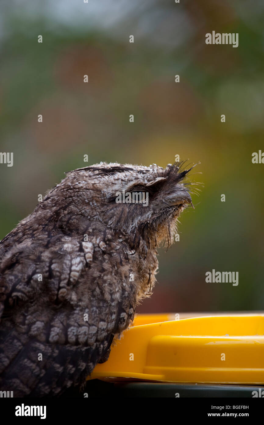 Tawny Frogmouth, perched on a wheelie bin at Smiths Lake, New South Wales Stock Photo