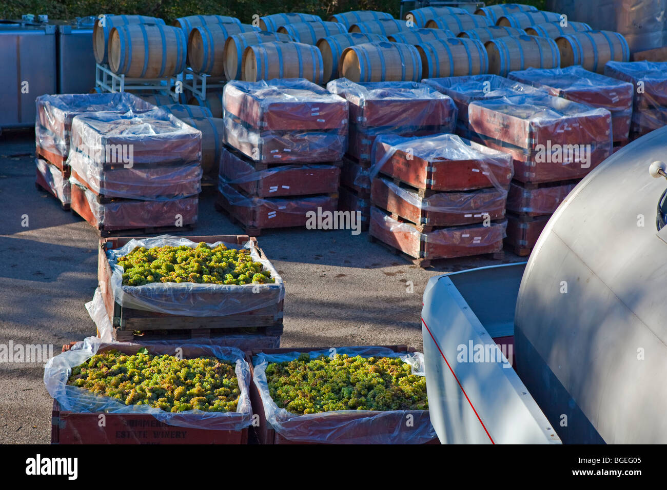 Bins of freshly harvested grapes at Summerhill Pyramid Winery, a certified organic vineyard, Kelowna, Okanagan, British Columbia Stock Photo