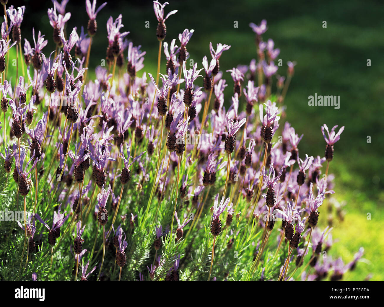 French lavender Lavandula stoechas Pedunculata Stock Photo