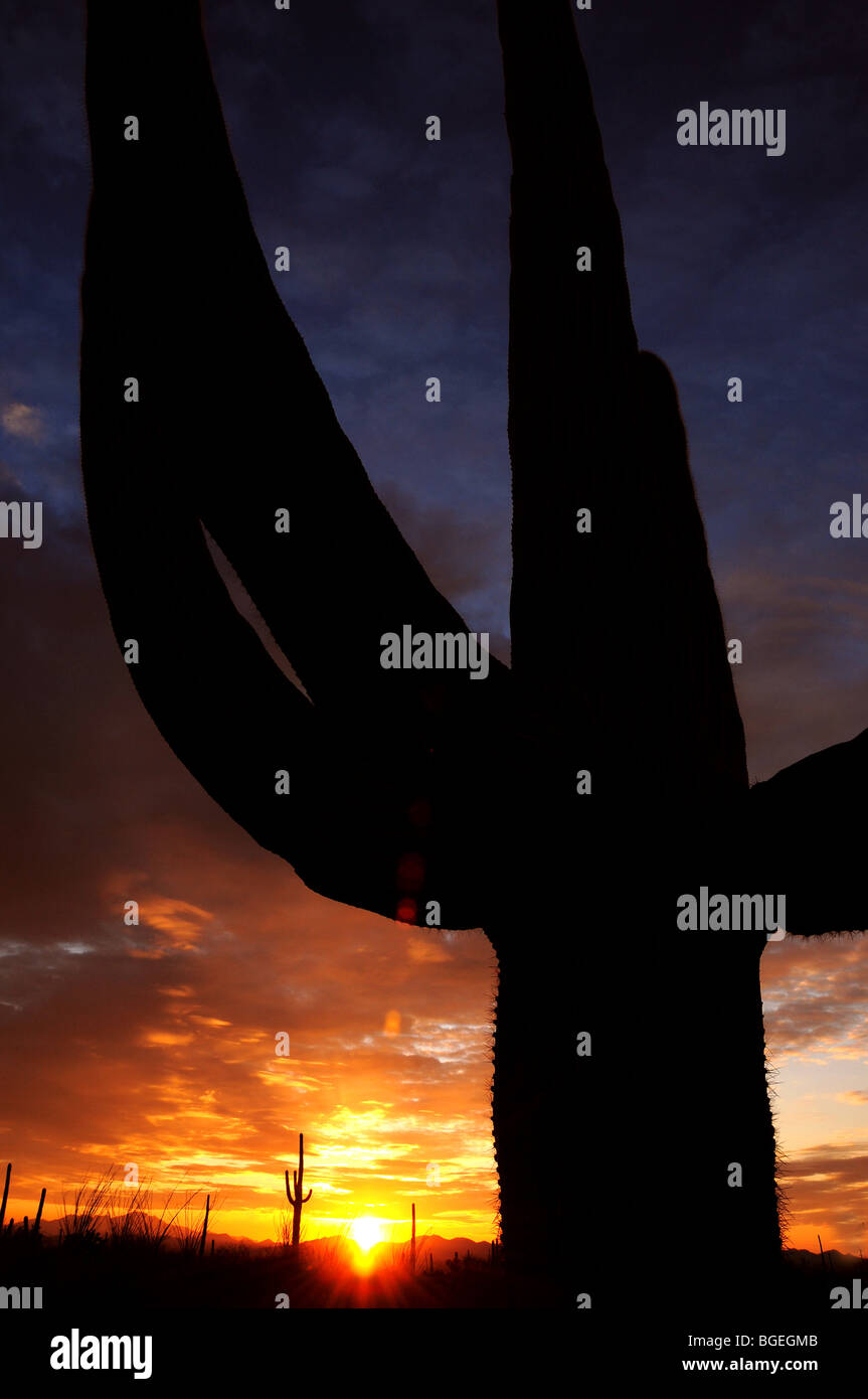 Saguaro cactus, (carnegiea gigantea), at sunset in the Sonoran Desert ...