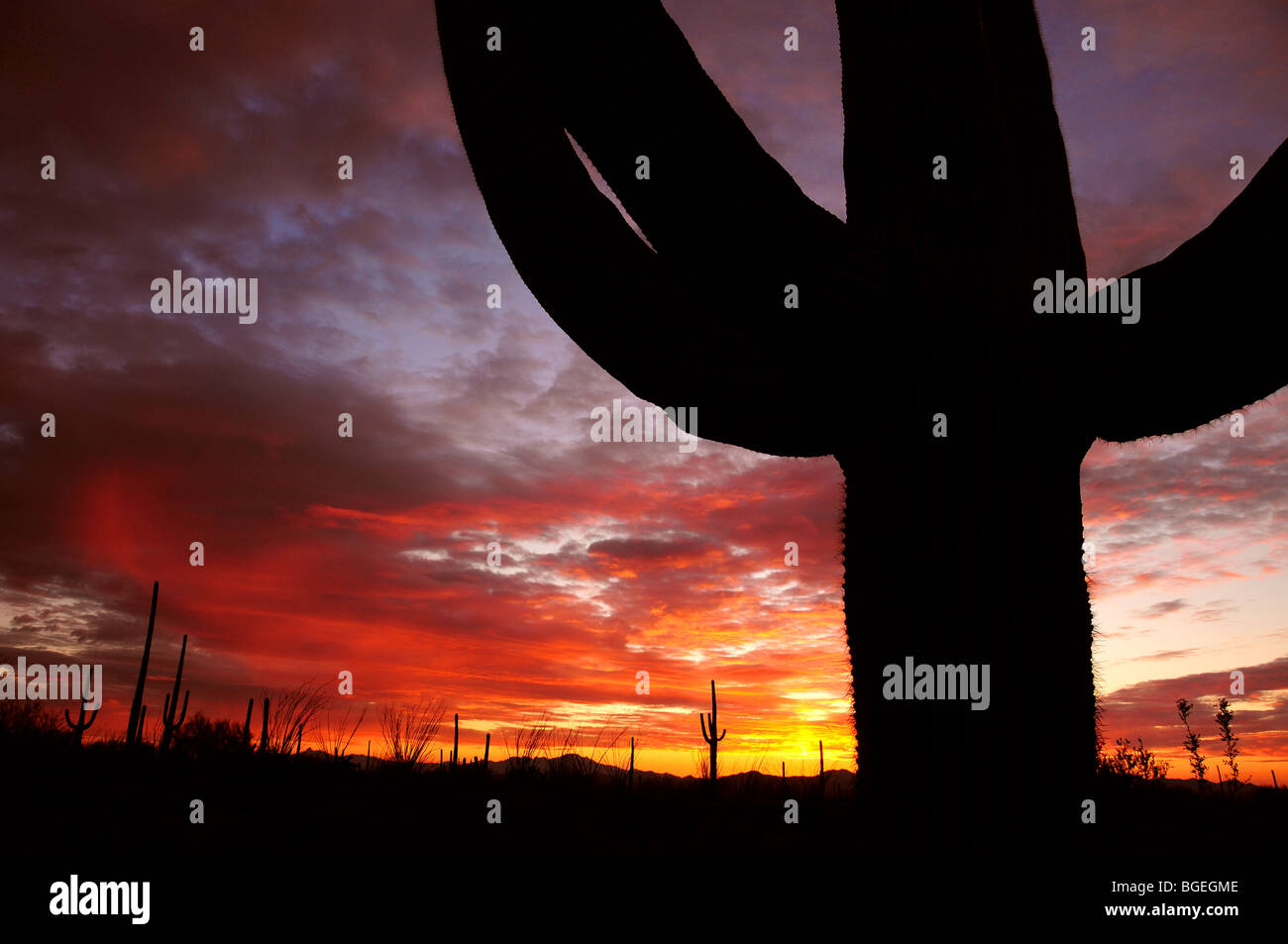 Saguaro cactus, (carnegiea gigantea), at sunset in the Sonoran Desert ...