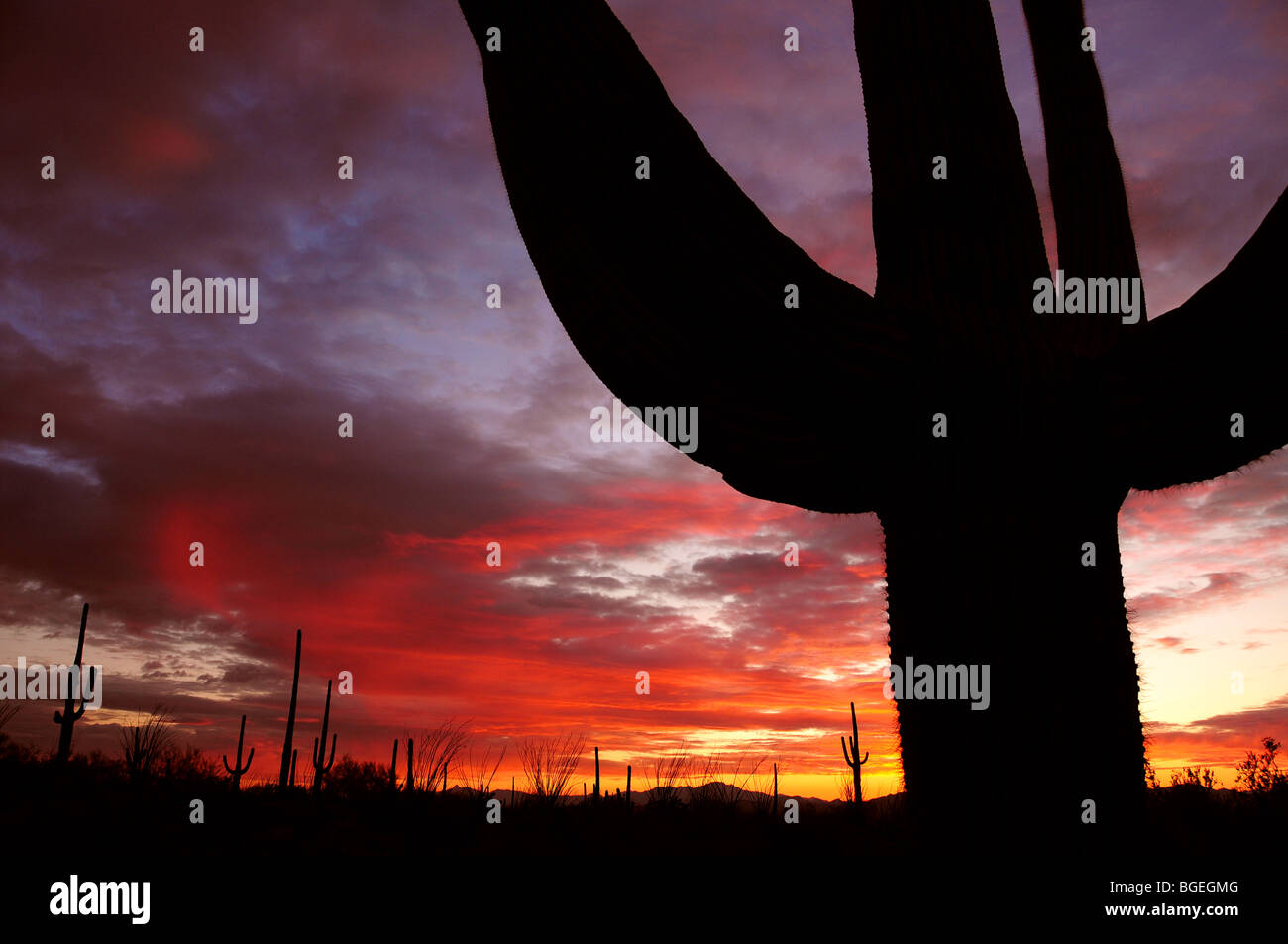 Saguaro cactus, (carnegiea gigantea), at sunset in the Sonoran Desert ...