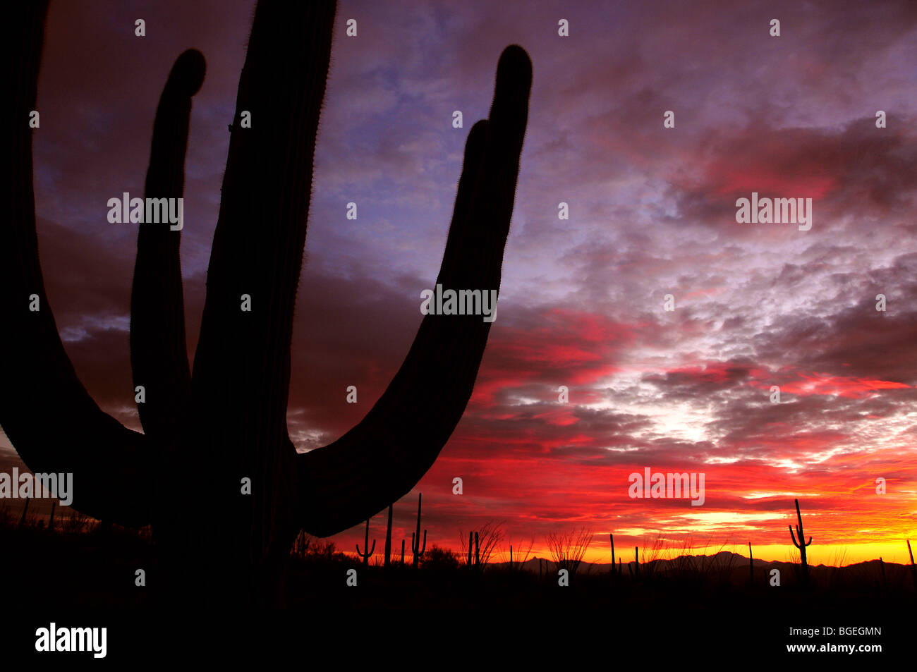 Saguaro cactus, (carnegiea gigantea), at sunset in the Sonoran Desert ...