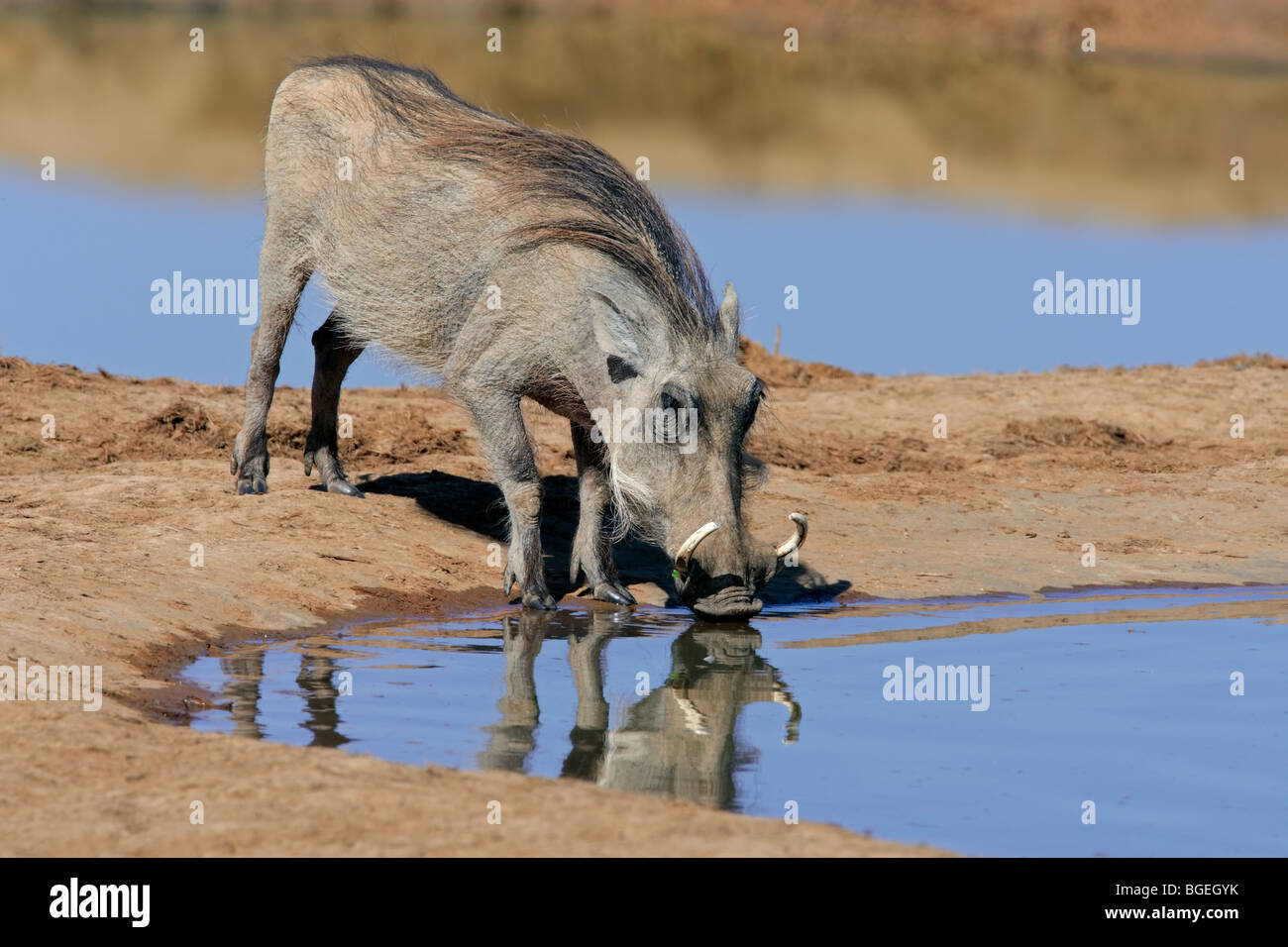 African water hog hires stock photography and images Alamy