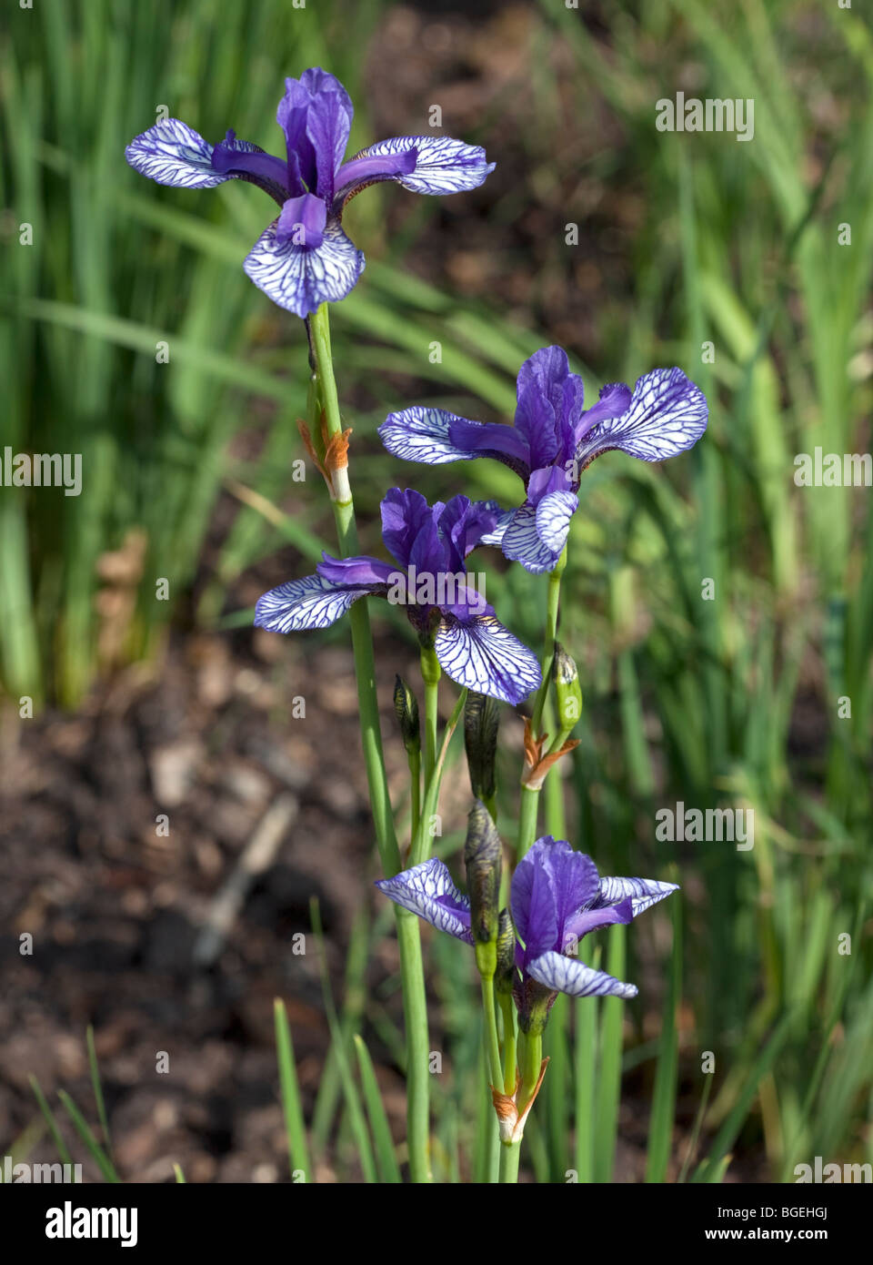 Iris Sibiricus Flight of Butterflies Stock Photo Alamy